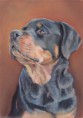 /album/fotogalerij-portretten-kleur/img1366478657-jpeg/